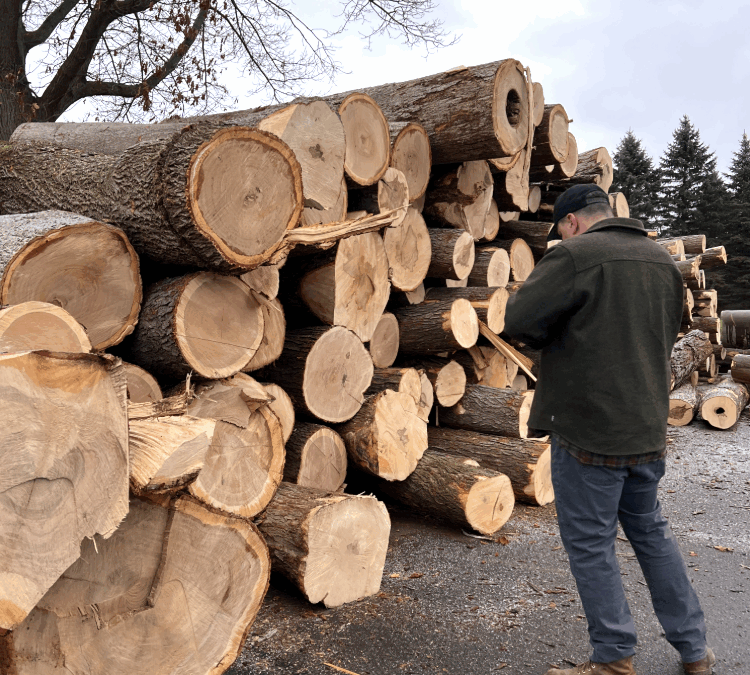 Wood Species Identification